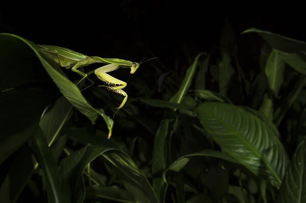 Leaf mantis (Choeradodis sp. ) Tortuguero National Park, Costa Rica