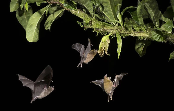 Leaf-nosed bat (Phyllostomidae sp), three nectaring on flower. Costa Rica
