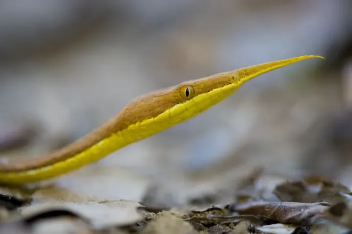 Framed Print : Leaf nosed twig snake (Langaha madagascariensis) male, Baie de Baly National Park Framed Print : Leaf nosed twig snake (Langaha madagascariensis) male, Baie de Baly National Park