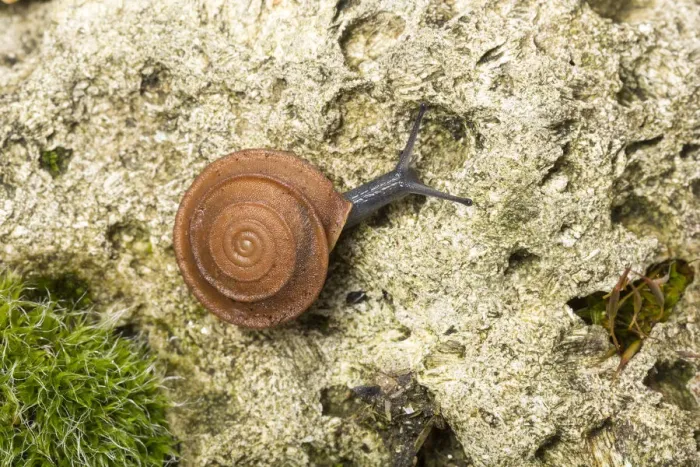 Framed Print : Leaf snail (Gittenbergeria turriplana) Algarve, Portugal Framed Print : Leaf snail (Gittenbergeria turriplana) Algarve, Portugal