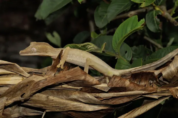 Framed Print : Leaf tailed gecko (Uroplatus fimbriatus) camouflaged on leaf litter, Madagascar