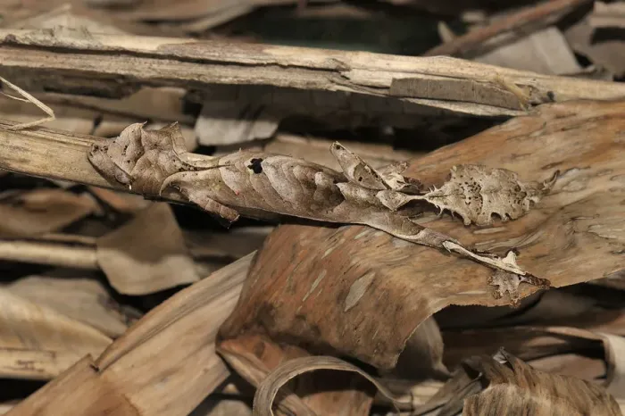 Framed Print : Leaf tailed gecko (Uroplatus phantasticus) concealed in amongst dry leaves, Madagascar Framed Print : Leaf tailed gecko (Uroplatus phantasticus) concealed in amongst dry leaves, Madagascar