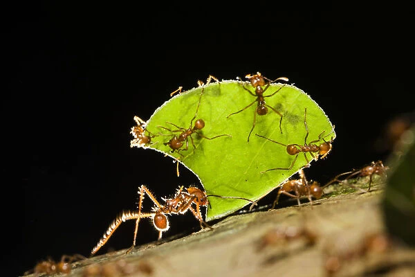 Leafcutter ant (Atta cephalotes) carrying pieces of leaves, Costa Rica