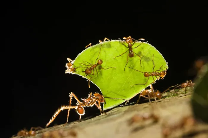 Framed Print : Leafcutter ant (Atta cephalotes) carrying pieces of leaves, Costa Rica Framed Print : Leafcutter ant (Atta cephalotes) carrying pieces of leaves, Costa Rica