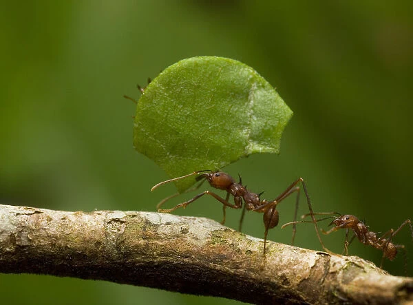 Leafcutter ant (Atta sp) carrying leaf along branch, Amazonian Rainforest, Yavari Valley