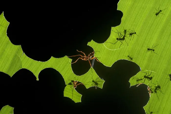 Framed Print : Leafcutter ants (Atta sp) colony harvesting a banana leaf, Costa Rica. 3rd place in the Insects Framed Print : Leafcutter ants (Atta sp) colony harvesting a banana leaf, Costa Rica. 3rd place in the Insects