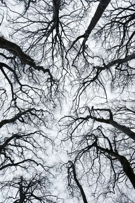 Framed Print : Leafless tree canopy silhouetted in winter. Gannochy, Scotland, February