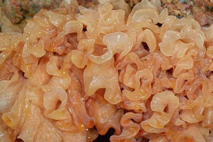 Framed Print : Leafy brain jelly / Brown witch's butter (Tremella frondosa) close up, Forest of Dean, Gloucestershire, England, UK. November Framed Print : Leafy brain jelly / Brown witch's butter (Tremella frondosa) close up, Forest of Dean, Gloucestershire, England, UK. November