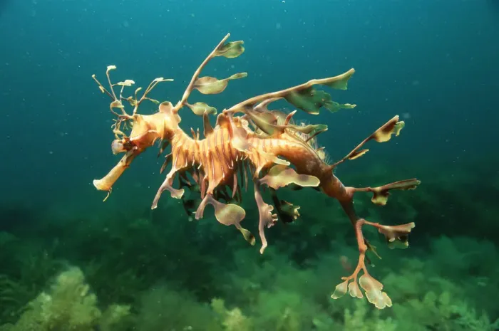 Framed Print : Leafy seadragon male {Phycodurus eques} Australia Framed Print : Leafy seadragon male {Phycodurus eques} Australia