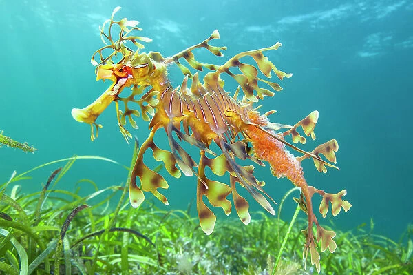 Leafy seadragon (Phycodurus eques) male carrying eggs, swims over seagrass meadow. Wool Bay, Edithburgh, South Australia. Gulf of St Vincent