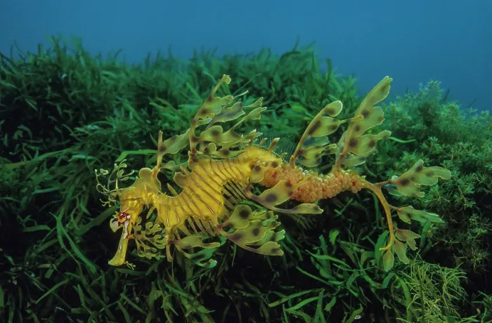 Framed Print : Leafy seadragon (Phycodurus eques) male, carrying eggs in brood pouch on its abdomen, Kangaroo Island, South Australia, Pacific Ocean