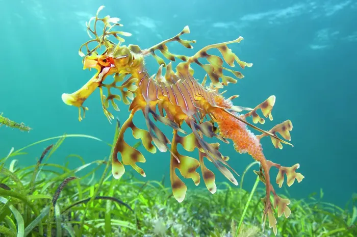 Framed Print : Leafy seadragon (Phycodurus eques) male carrying eggs, swims over seagrass meadow. Wool Bay, Edithburgh, South Australia. Gulf of St Vincent Framed Print : Leafy seadragon (Phycodurus eques) male carrying eggs, swims over seagrass meadow. Wool Bay, Edithburgh, South Australia. Gulf of St Vincent
