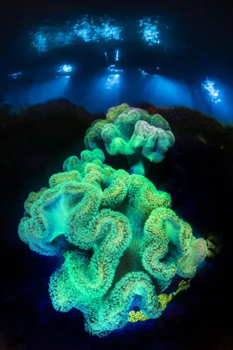 Framed Print : Leather corals (Sarcophyton sp. ) fluoresce at night under blue light on a coral reef Framed Print : Leather corals (Sarcophyton sp. ) fluoresce at night under blue light on a coral reef