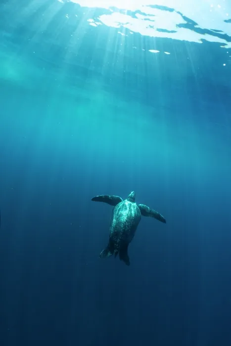 Framed Print : Leatherback sea turtle (Dermochelys coriacea) female, swimming towards the surface in sun rays, Kei Islands, Moluccas, Indonesia, Pacific Ocean