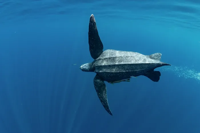 Framed Print : Leatherback sea turtle (Dermochelys coriacea) male, swimming underwater, Kei Islands, Moluccas, Indonesia, Pacific Ocean Framed Print : Leatherback sea turtle (Dermochelys coriacea) male, swimming underwater, Kei Islands, Moluccas, Indonesia, Pacific Ocean