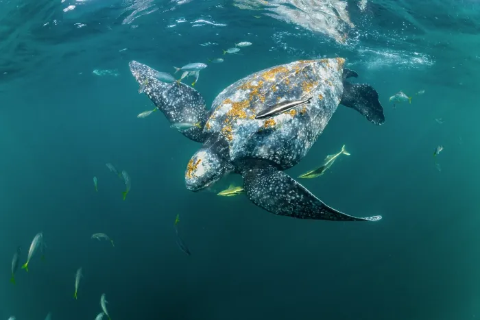 Framed Print : Leatherback sea turtle (Dermochelys coriacea) male, swimming underwater surrounded by group of Remoras (Echeneidae) feeding on jellyfish scraps from its mouth, Kei Islands Framed Print : Leatherback sea turtle (Dermochelys coriacea) male, swimming underwater surrounded by group of Remoras (Echeneidae) feeding on jellyfish scraps from its mouth, Kei Islands