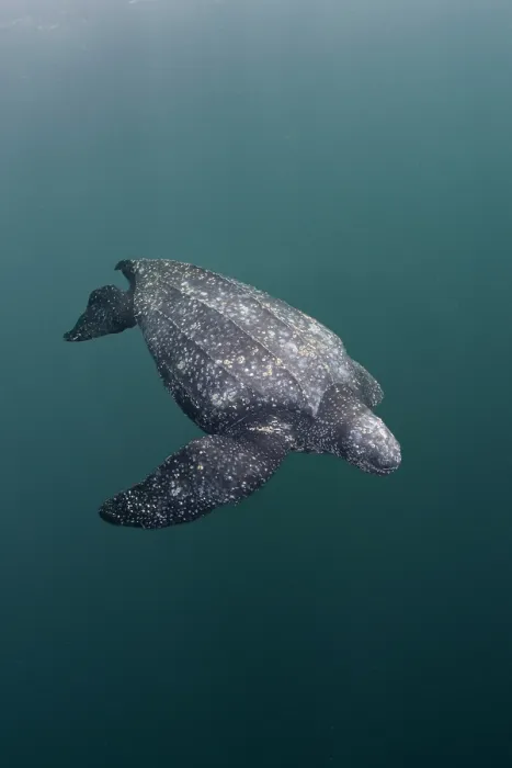 Framed Print : Leatherback sea turtle (Dermochelys coriacea) swimming underwater, Kei Islands, Moluccas, eastern Indonesia, Banda Sea, southwest Pacific Ocean Framed Print : Leatherback sea turtle (Dermochelys coriacea) swimming underwater, Kei Islands, Moluccas, eastern Indonesia, Banda Sea, southwest Pacific Ocean