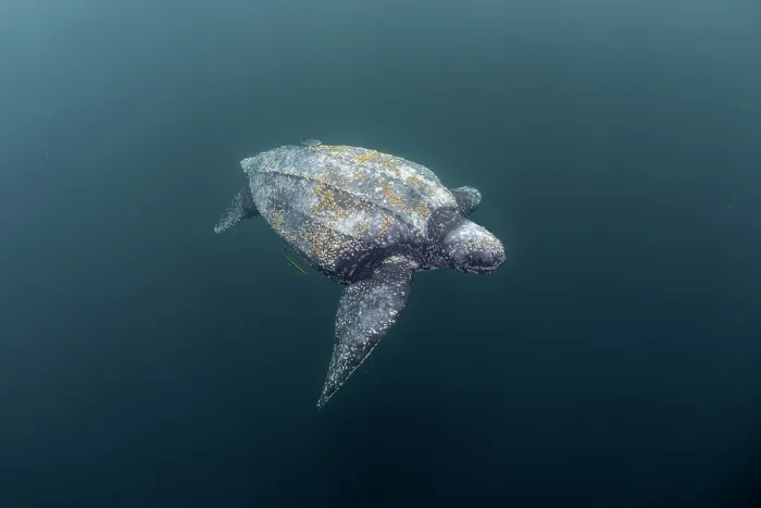 Framed Print : Leatherback sea turtle (Dermochelys coriacea) swimming underwater, Kei Islands, Moluccas, eastern Indonesia, Banda Sea, southwest Pacific Ocean Framed Print : Leatherback sea turtle (Dermochelys coriacea) swimming underwater, Kei Islands, Moluccas, eastern Indonesia, Banda Sea, southwest Pacific Ocean