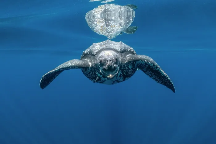 Framed Print : Leatherback sea turtle (Dermochelys coriacea) swimming underwater close to the surface, Kei Islands, Moluccas, Indonesia, Pacific Ocean Framed Print : Leatherback sea turtle (Dermochelys coriacea) swimming underwater close to the surface, Kei Islands, Moluccas, Indonesia, Pacific Ocean