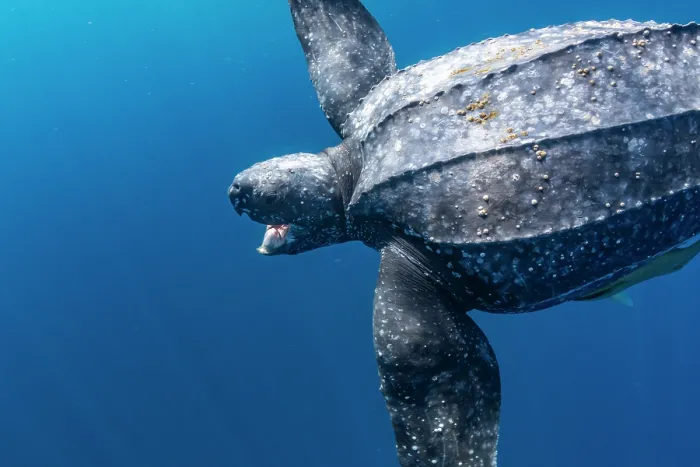 Framed Print : Leatherback sea turtle (Dermochelys coriacea) swimming underwater with mouth open, Kei Islands, Moluccas, Indonesia, Pacific Ocean Framed Print : Leatherback sea turtle (Dermochelys coriacea) swimming underwater with mouth open, Kei Islands, Moluccas, Indonesia, Pacific Ocean