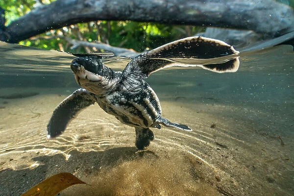 Leatherback turtle (Dermochelys coriacea) hatchling, swimming vigorously across a rainwater pool toward the sea just after leaving nest, Grande Riviere, Trinidad Island, Trinidad & Tobago, Caribbean