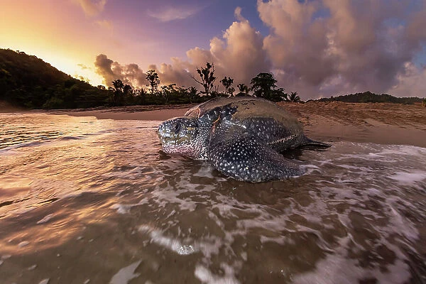 Leatherback turtle (Dermochelys coriacea) female, returning to sea at dawn after nesting on beach, Grande Riviere, Trinidad Island, Trinidad & Tobago, Caribbean Sea