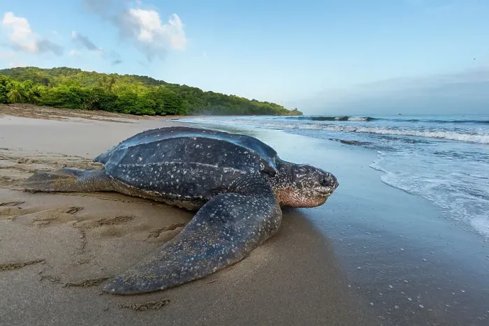 Framed Print : Leatherback turtle (Dermochelys coriacea) female, returning to sea after laying eggs in nest on beach, Grande Riviere, Trinidad Island, Trinidad & Tobago, Caribbean Framed Print : Leatherback turtle (Dermochelys coriacea) female, returning to sea after laying eggs in nest on beach, Grande Riviere, Trinidad Island, Trinidad & Tobago, Caribbean