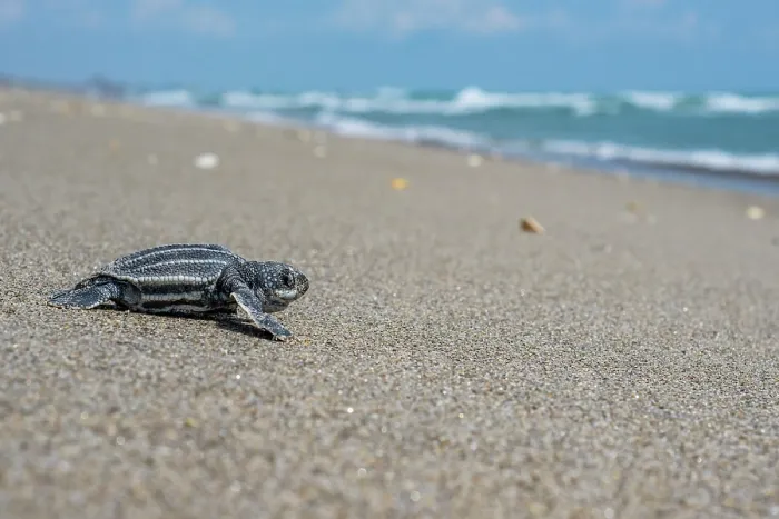 Framed Print : Leatherback turtle (Dermochelys coriacea) hatchling making its way to the sea, Archie Carr National Wildlife Refuge, Florida, USA. June Framed Print : Leatherback turtle (Dermochelys coriacea) hatchling making its way to the sea, Archie Carr National Wildlife Refuge, Florida, USA. June