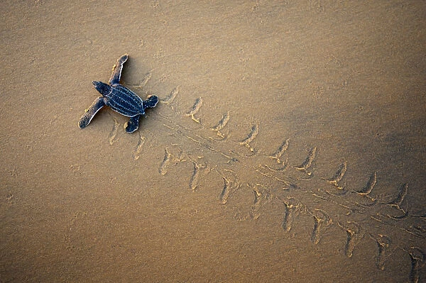 Leatherback Turtle Hatchling (Dermochelys coriacea) crossing a beach towards the sea, seen from above. Cayenne, French Guiana, July
