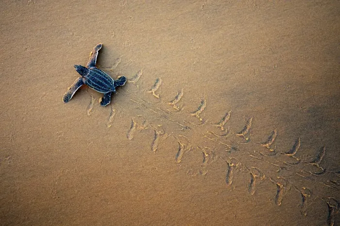 Framed Print : Leatherback Turtle Hatchling (Dermochelys coriacea) crossing a beach towards the sea, seen from above. Cayenne, French Guiana, July
