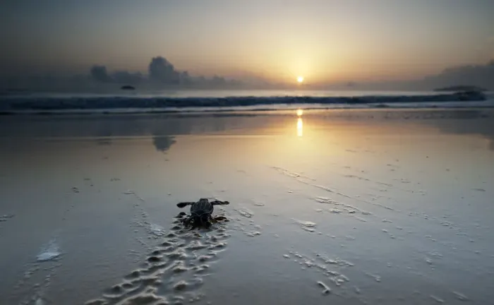 Framed Print : Leatherback Turtle Hatchling (Dermochelys coriacea) crossing a beach towards the sea at dawn Framed Print : Leatherback Turtle Hatchling (Dermochelys coriacea) crossing a beach towards the sea at dawn