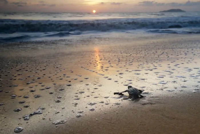 Framed Print : Leatherback Turtle Hatchling (Dermochelys coriacea) crossing a beach towards the sea at sunrise Framed Print : Leatherback Turtle Hatchling (Dermochelys coriacea) crossing a beach towards the sea at sunrise