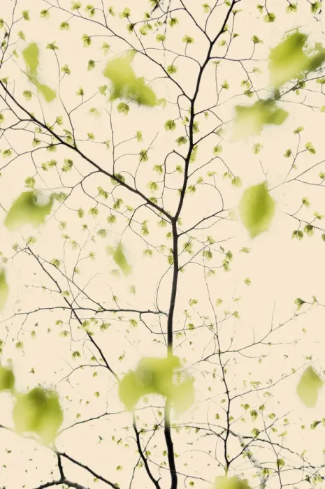 Framed Print : Leaves emerging on European beech tree (Fagus sylvatica) Angus, Scotland, UK. May Framed Print : Leaves emerging on European beech tree (Fagus sylvatica) Angus, Scotland, UK. May