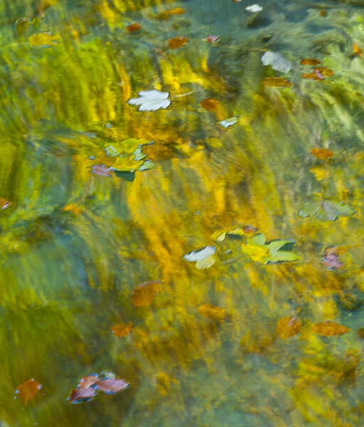 Leaves floating on water with colourful reflections, Plitvice Lakes National Park