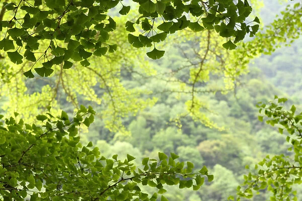 Leaves of a Ginkgo tree or Maidenhair tree (Ginkgo biloba) Tangjiahe National Nature Reserve