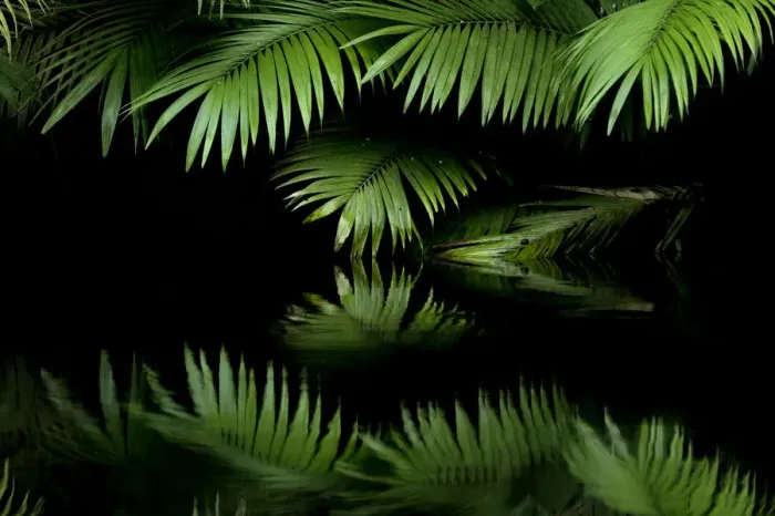 Framed Print : Leaves with reflection in water, Amazon Rainforest, Cuyabeno National Park, Sucumbios Framed Print : Leaves with reflection in water, Amazon Rainforest, Cuyabeno National Park, Sucumbios