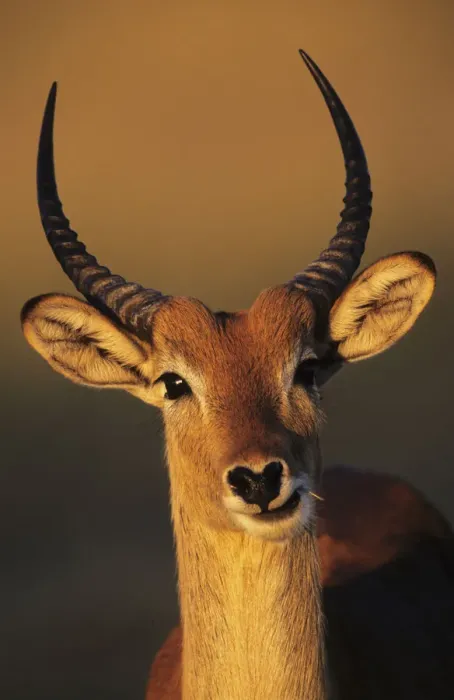 Framed Print : Lechwe male head portrait {Kobus leche} Moremi WR Botswana Framed Print : Lechwe male head portrait {Kobus leche} Moremi WR Botswana