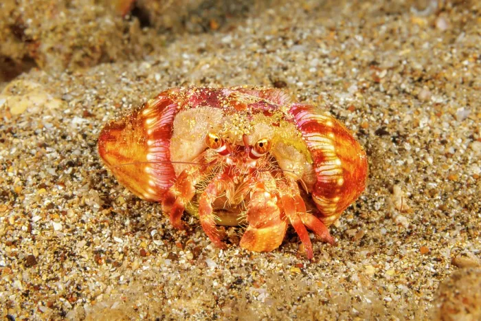 Framed Print : Left handed hermit crab (Dardanus gemmatus) resting on seabed with two Hermit crab anemone's (Calliactis polypus) on shell, Hawaii, Pacific Ocean Framed Print : Left handed hermit crab (Dardanus gemmatus) resting on seabed with two Hermit crab anemone's (Calliactis polypus) on shell, Hawaii, Pacific Ocean