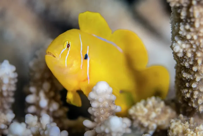 Framed Print : Lemon coralgoby (Gobiodon citrinus) living within a Branching coral (Acropora sp.), Gubal Island, Egypt, Red Sea Framed Print : Lemon coralgoby (Gobiodon citrinus) living within a Branching coral (Acropora sp.), Gubal Island, Egypt, Red Sea