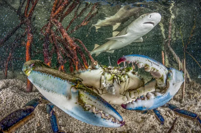 Framed Print : Lemon shark juvenile (Negaprion brevirostris) swimming in mangrove habitat near blue crab Framed Print : Lemon shark juvenile (Negaprion brevirostris) swimming in mangrove habitat near blue crab