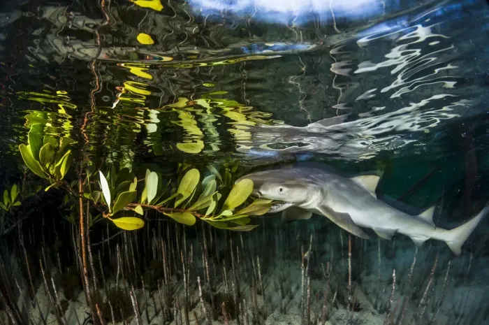 Framed Print : Lemon shark juvenile (Negaprion brevirostris) trying to feed on the leaves of a red Framed Print : Lemon shark juvenile (Negaprion brevirostris) trying to feed on the leaves of a red