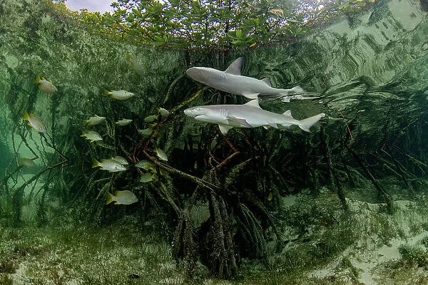 Lemon shark (Negaprion brevirostris) pup and school of fish swimming through Red mangrove (Rhizophora mangle) nursery, Eleuthera Island, Bahamas, North Atlantic