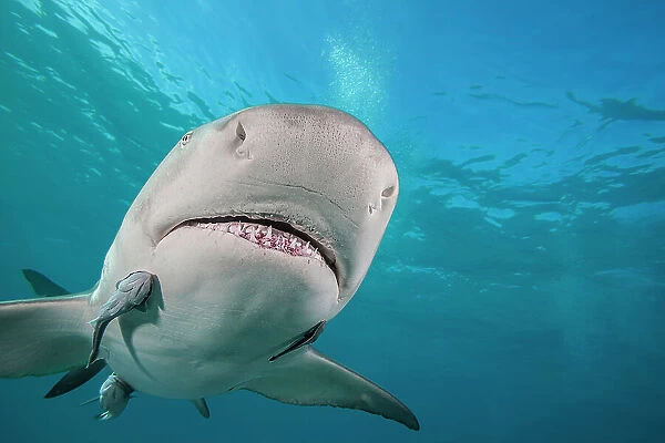 Lemon shark (Negaprion brevirostris) swimming with Remoras (Echeneidae), West End, Grand Bahamas, Atlantic Ocean