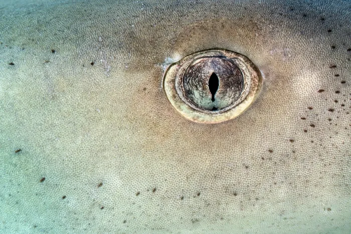 Framed Print : Lemon shark (Negaprion brevirostris) eye detail. Little Bahama Bank, Grand Bahama Island, Bahamas, Atlantic Ocean. Controlled conditions Framed Print : Lemon shark (Negaprion brevirostris) eye detail. Little Bahama Bank, Grand Bahama Island, Bahamas, Atlantic Ocean. Controlled conditions