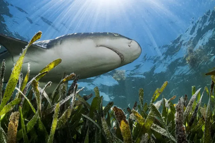 Framed Print : Lemon shark (Negaprion brevirostris) hunting over Turtlegrass (Thalassia testudinum Framed Print : Lemon shark (Negaprion brevirostris) hunting over Turtlegrass (Thalassia testudinum