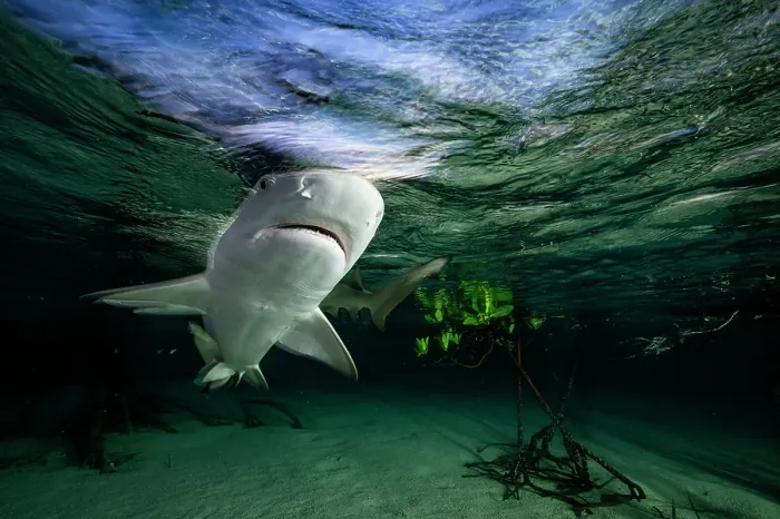 Framed Print : Lemon shark (Negaprion brevirostris) pup in mangrove nursery, Eleuthera, Bahamas, Caribbean Sea Framed Print : Lemon shark (Negaprion brevirostris) pup in mangrove nursery, Eleuthera, Bahamas, Caribbean Sea
