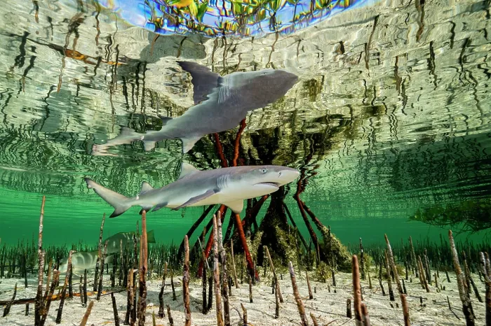 Framed Print : Lemon shark (Negaprion brevirostris) pup in mangrove nursery, Eleuthera, Bahamas, Caribbean Sea