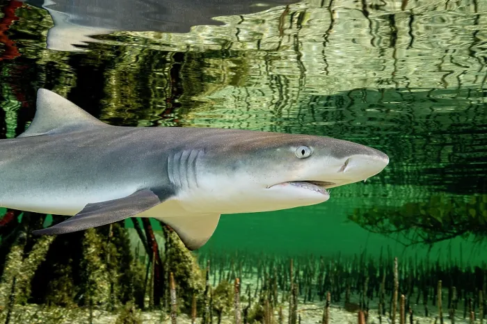 Framed Print : Lemon shark (Negaprion brevirostris) pup in mangrove nursery, Eleuthera, Bahamas, Caribbean Sea Framed Print : Lemon shark (Negaprion brevirostris) pup in mangrove nursery, Eleuthera, Bahamas, Caribbean Sea