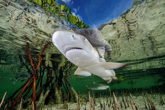 Framed Print : Lemon shark (Negaprion brevirostris) pup in mangrove nursery, Eleuthera, Bahamas, Caribbean Sea Framed Print : Lemon shark (Negaprion brevirostris) pup in mangrove nursery, Eleuthera, Bahamas, Caribbean Sea