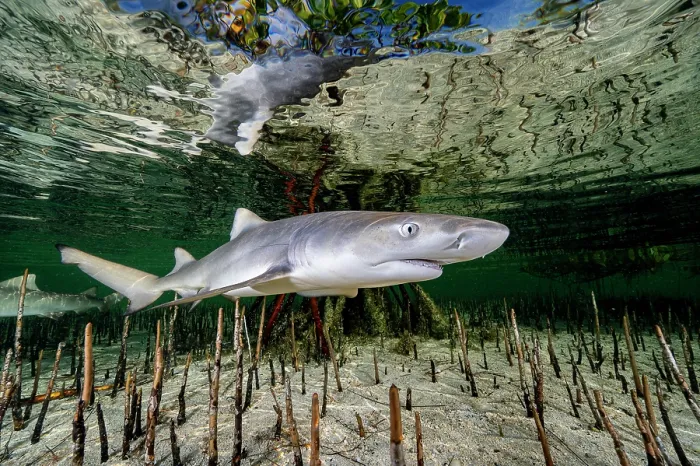 Framed Print : Lemon shark (Negaprion brevirostris) pup in mangrove nursery, Eleuthera, Bahamas, Caribbean Sea